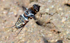 Exoprosopa dorcadion