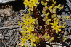 Sedum debile