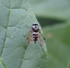 Chrysopilus fasciatus