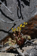 Sedum debile
