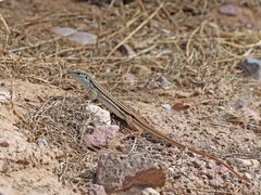 Aspidoscelis sonorae