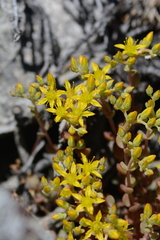 Sedum debile