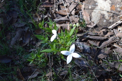 Bouvardia longiflora