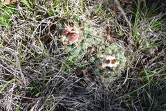 Coryphantha pycnacantha
