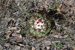 Coryphantha pycnacantha