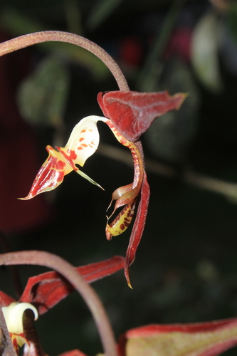 Gongora catilligera
