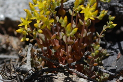 Sedum debile