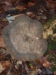 Polyporoletus sublividus