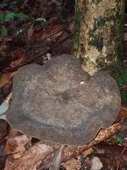 Polyporoletus sublividus