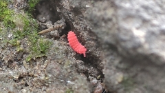 Bilobella