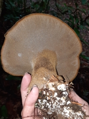 Polyporoletus sublividus