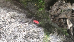 Bilobella