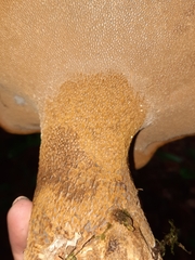 Polyporoletus sublividus