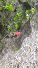 Bilobella