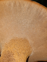 Polyporoletus sublividus