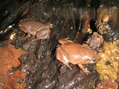 Austrochaperina robusta