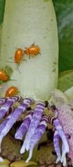 Monomacra