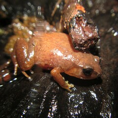 Austrochaperina robusta