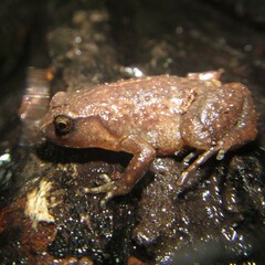 Austrochaperina robusta