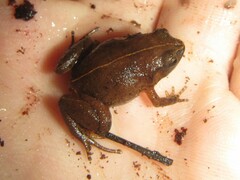 Austrochaperina robusta