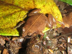 Austrochaperina robusta