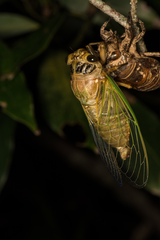 Cryptotympana facialis