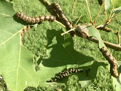Anisota pellucida