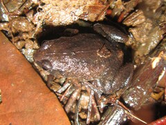 Austrochaperina robusta