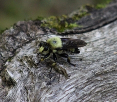 Laphria grossa