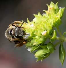 Leucostomatini