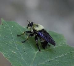 Laphria grossa