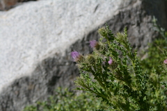 Cirsium eatonii