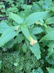 Erythranthe dentata