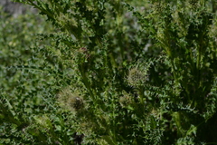 Cirsium eatonii