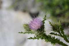Cirsium eatonii