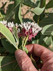 Asclepias hallii