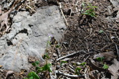 Thorybes pseudocellus