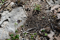 Thorybes pseudocellus