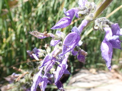 Coleus amboinicus