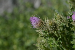 Cirsium eatonii