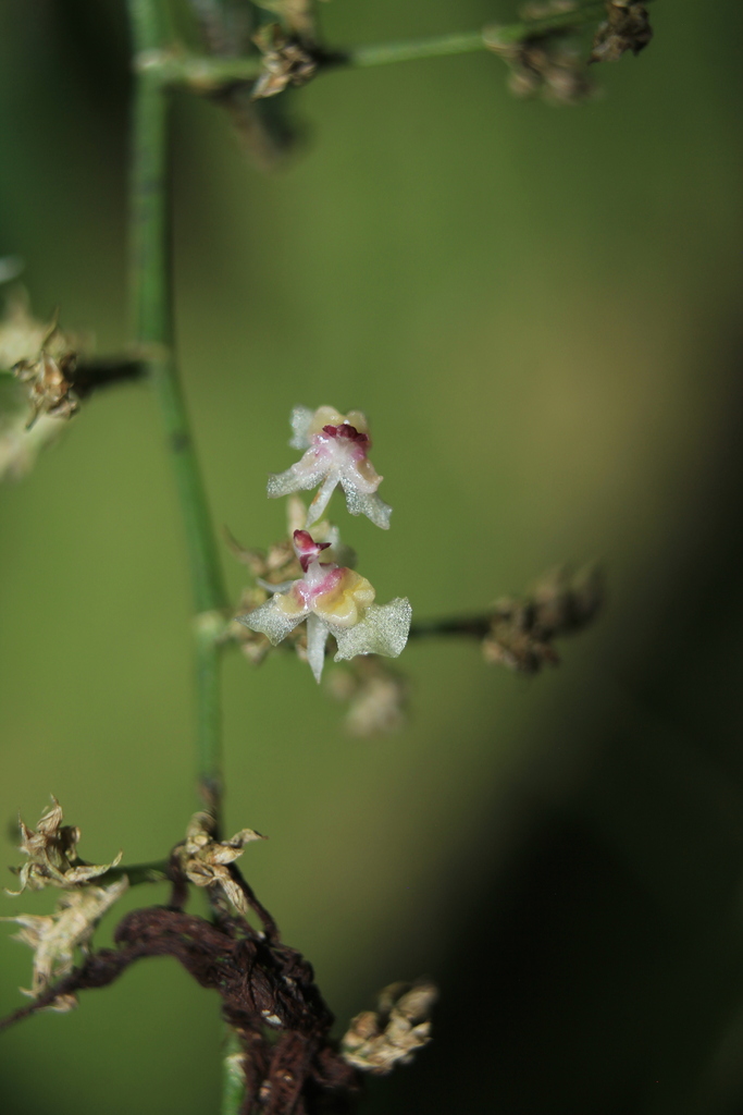 Oncidium adamsii