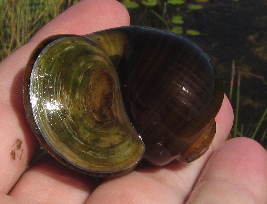 Asian Apple Snails