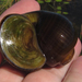 Asian Apple Snails - Photo (c) Robert Taylor, some rights reserved (CC BY), uploaded by Robert Taylor