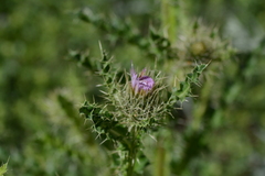 Cirsium eatonii