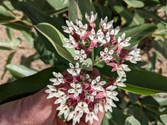 Asclepias hallii
