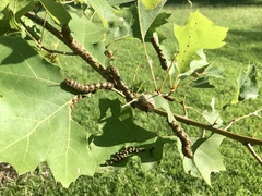 Anisota pellucida