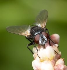 Leucostomatini