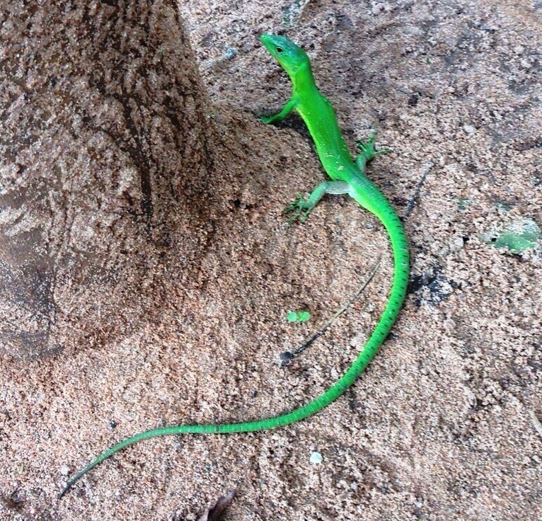 Green Keel-Bellied Lizard