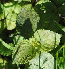 Perilla