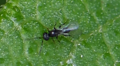 Hymenoptera